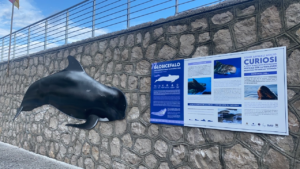 pelagos discovery bordighera